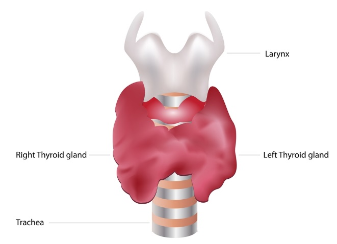 Thyroid nodules